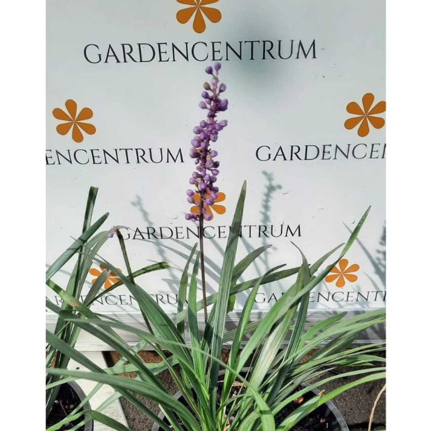 Liriope muscari - Gyöngyikés gyepliliom