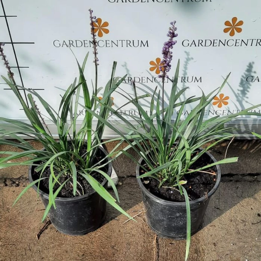 Liriope muscari - Gyöngyikés gyepliliom