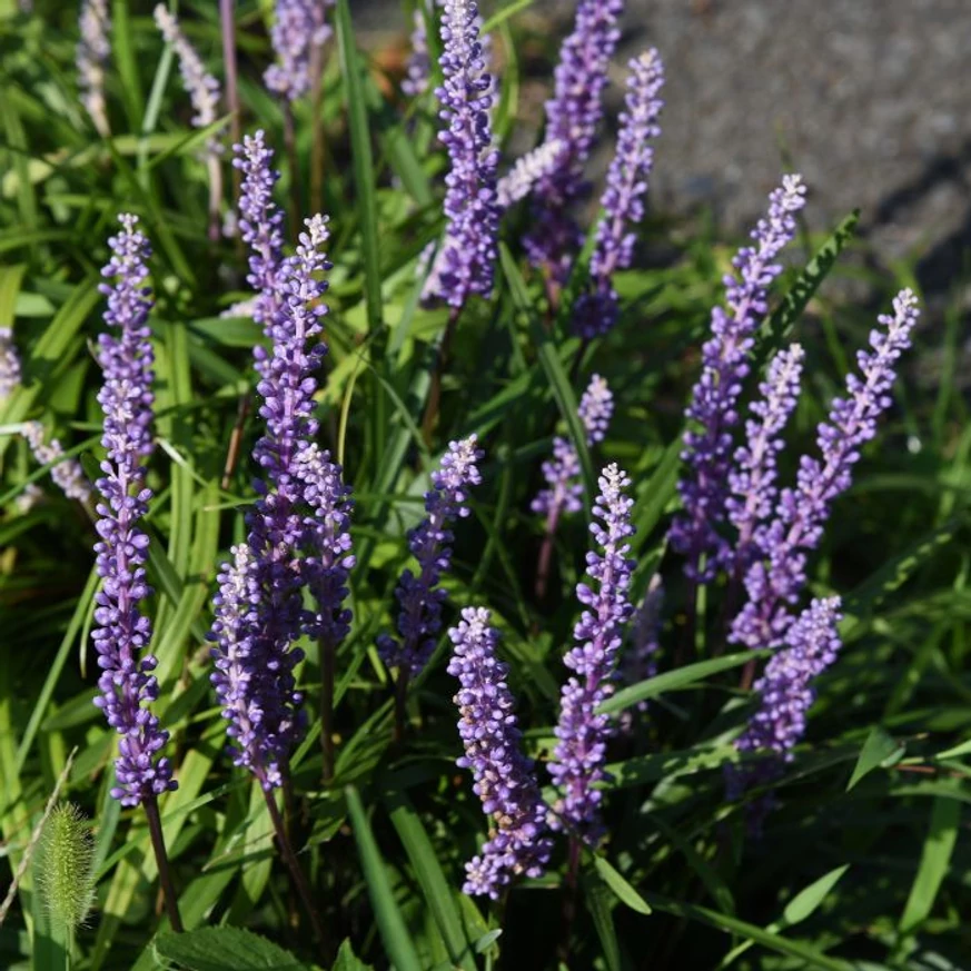 Liriope muscari - Gyöngyikés gyepliliom