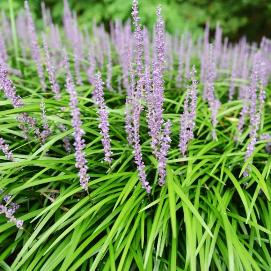 Liriope muscari - Gyöngyikés gyepliliom
