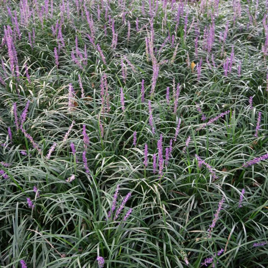 Liriope muscari - Gyöngyikés gyepliliom