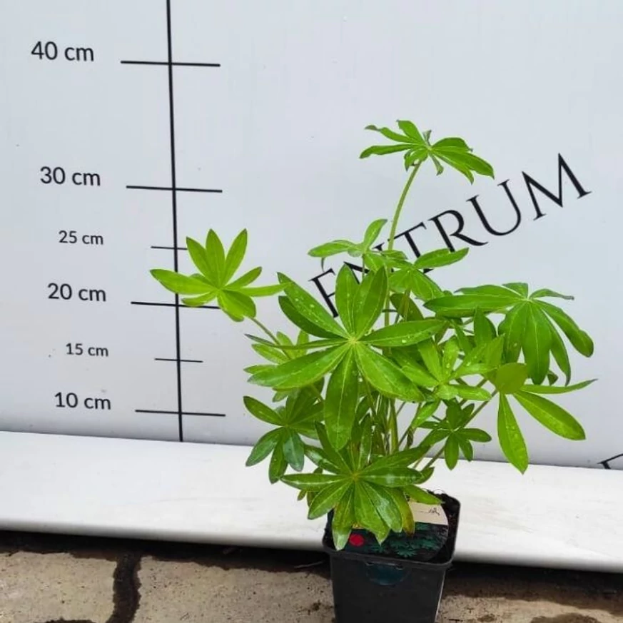 Lupinus sp kinézete májusban kertészeti telephelyünkön. 