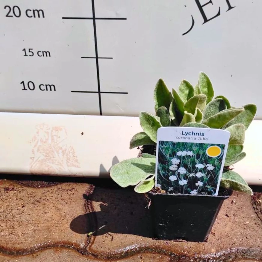 Lychnis coronaria Alba - Fehér bársonyos kakukkszegfű