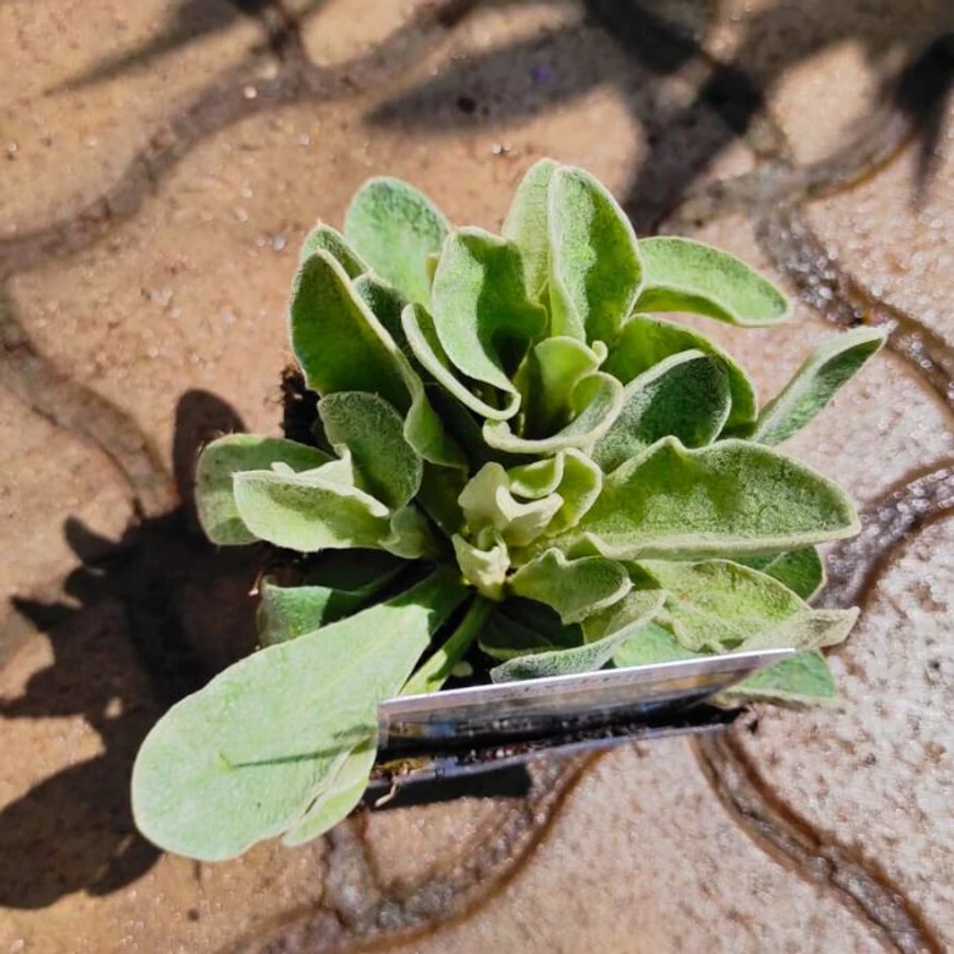 Lychnis coronaria Alba - Fehér bársonyos kakukkszegfű