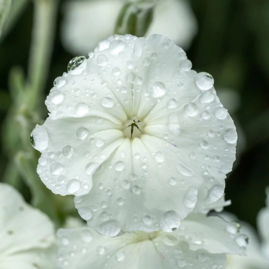 Lychnis coronaria Alba - Fehér bársonyos kakukkszegfű
