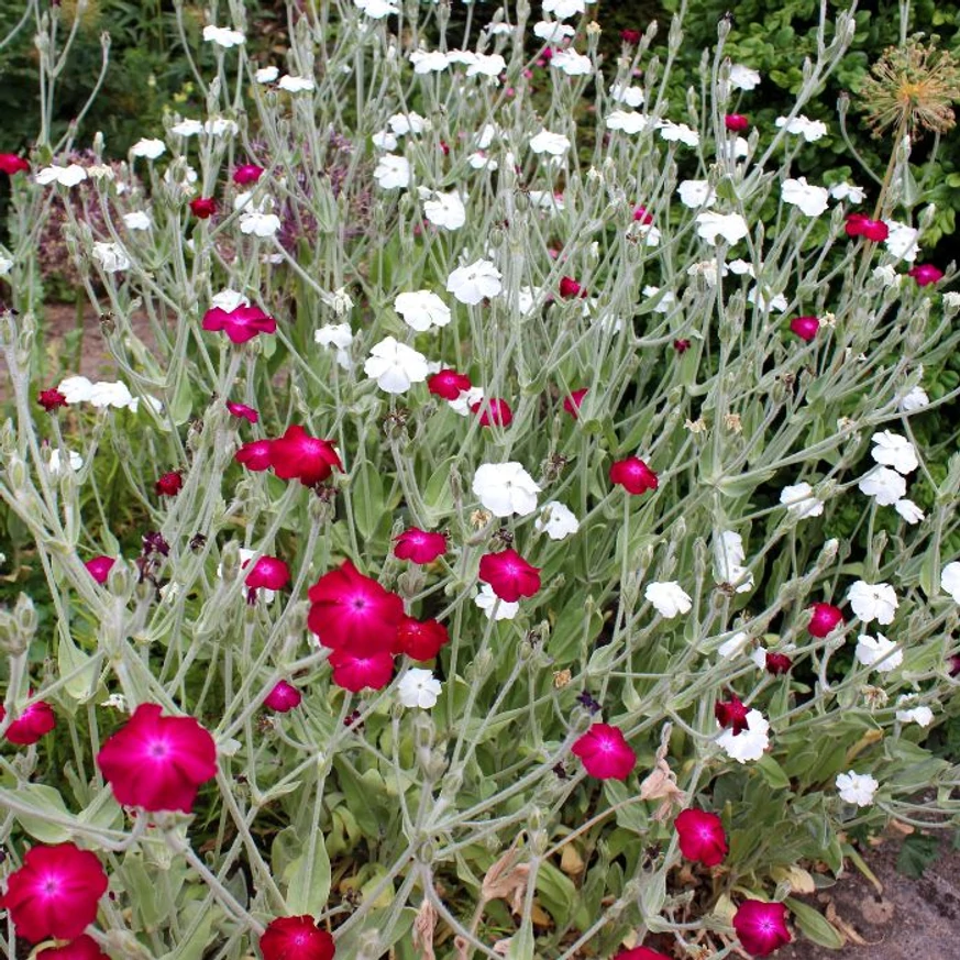 Lychnis coronaria Alba - Fehér bársonyos kakukkszegfű