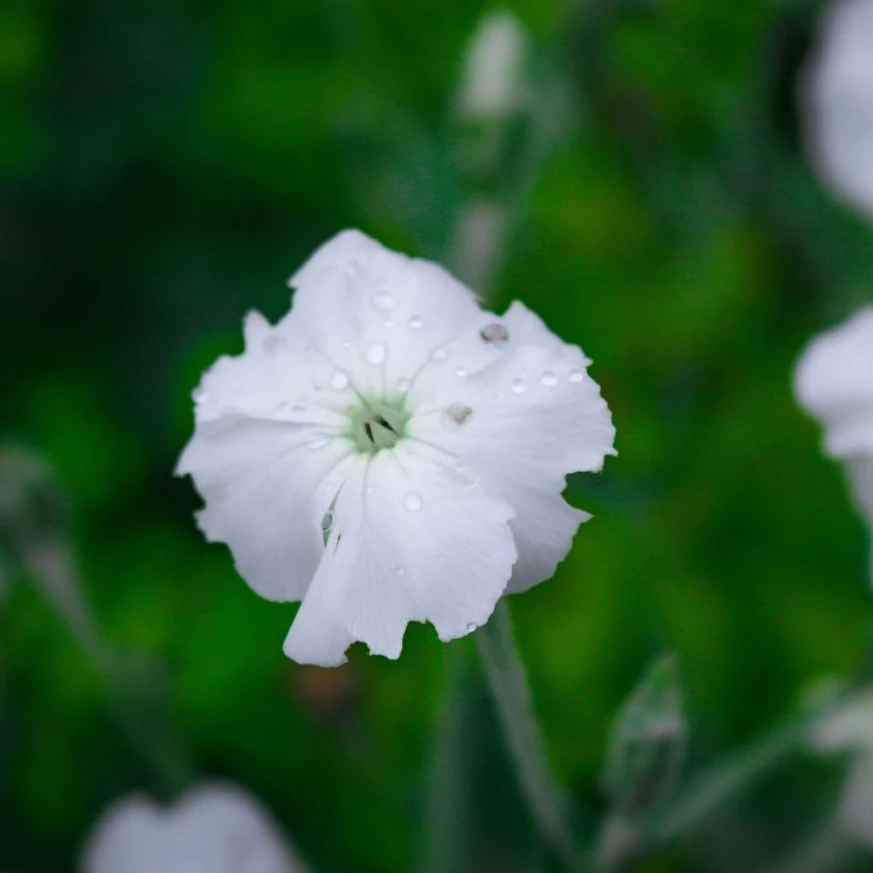 Egész nyáron hófehéren virít a Lychnis coronaria Alba évelő.