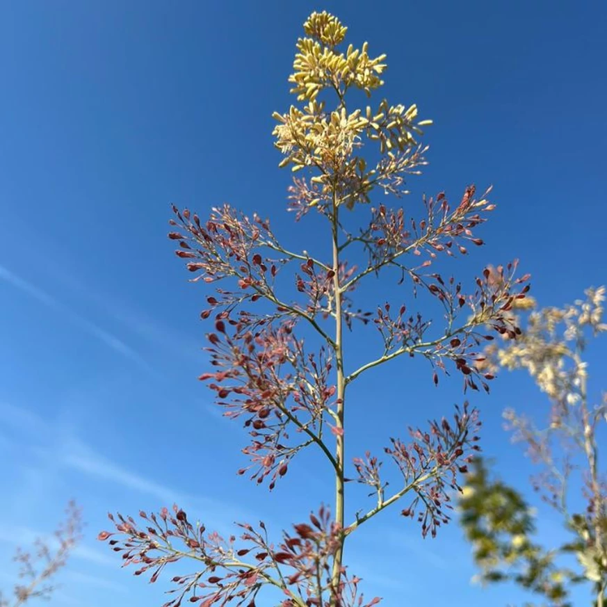 Macleaya cordata - Mákkóró