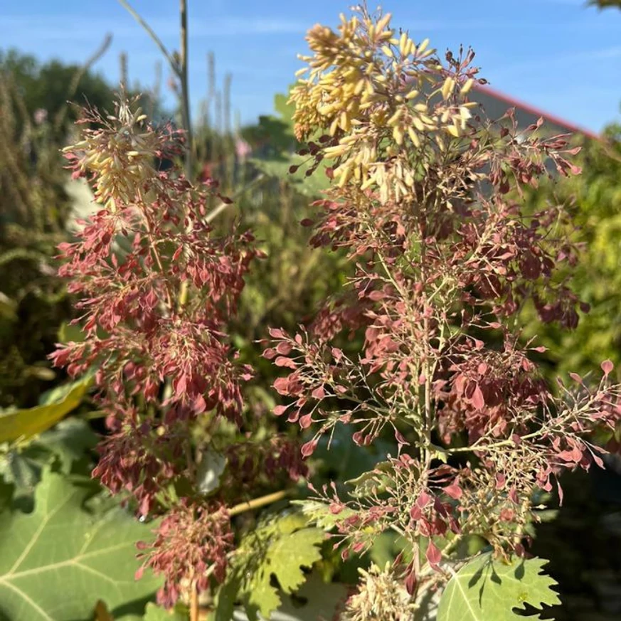 Macleaya cordata - Mákkóró