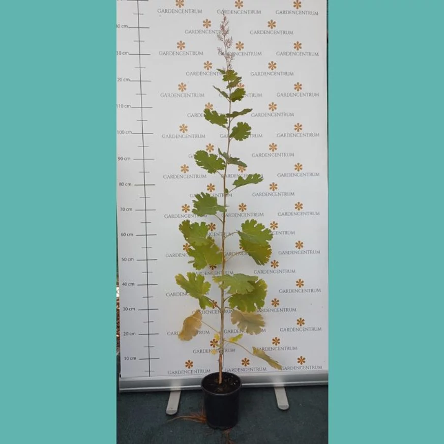 Macleaya cordata - Mákkóró
