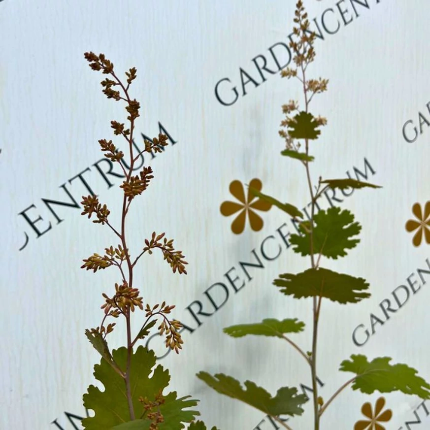 Macleaya cordata - Mákkóró