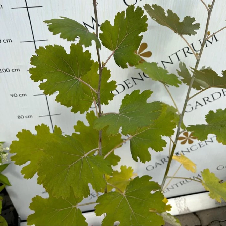 Macleaya cordata - Mákkóró
