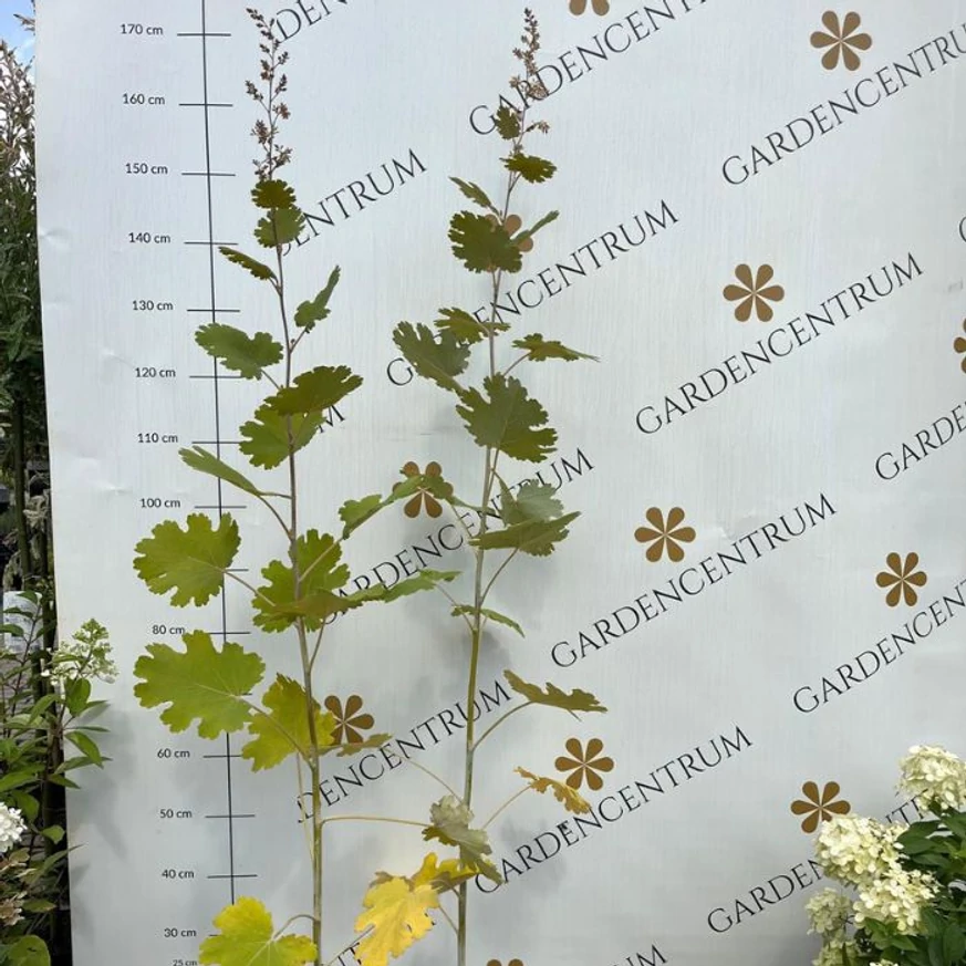 Macleaya cordata - Mákkóró