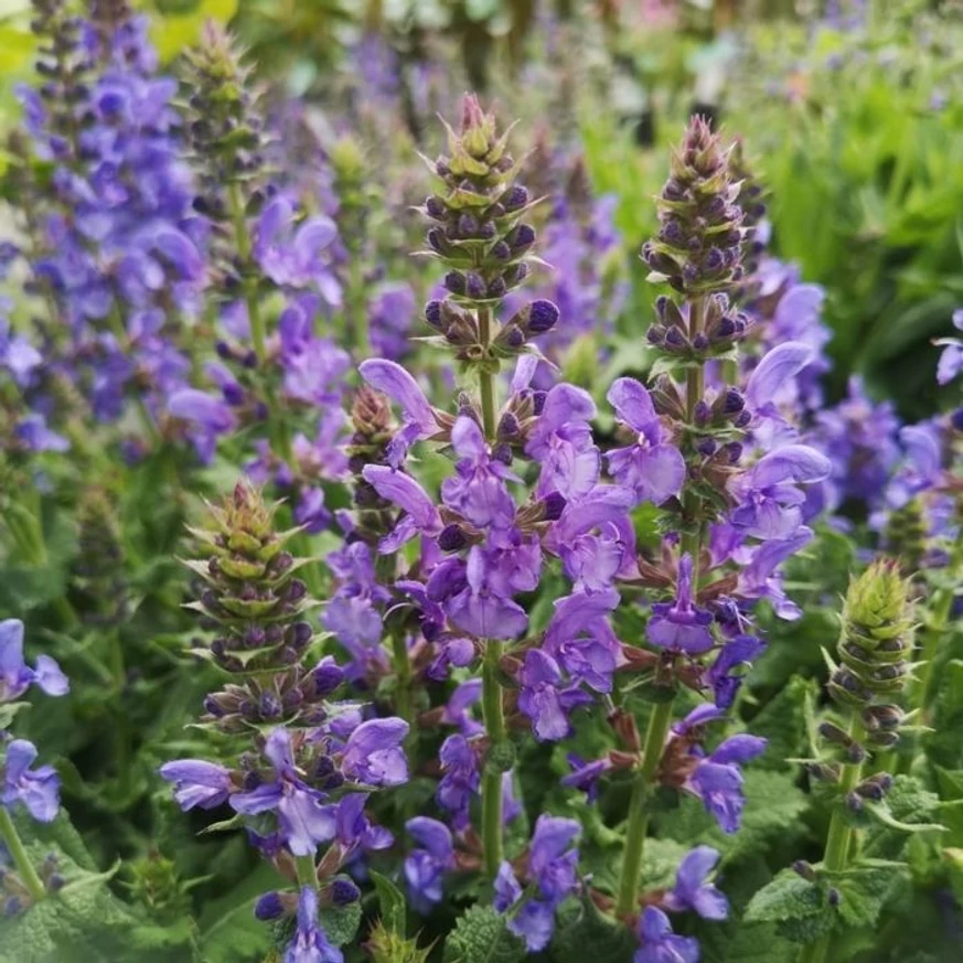 Salvia sylvestris Mainacht - Erdei zsálya