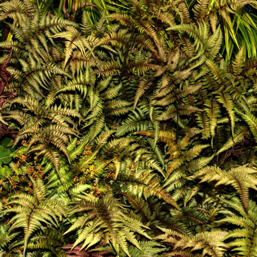 Athyrium niponicum Metallicum - Japán hölgypáfrány