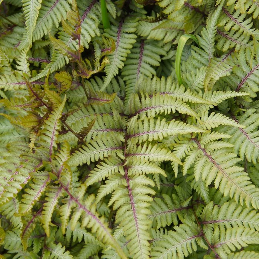 Athyrium niponicum Metallicum - Japán hölgypáfrány
