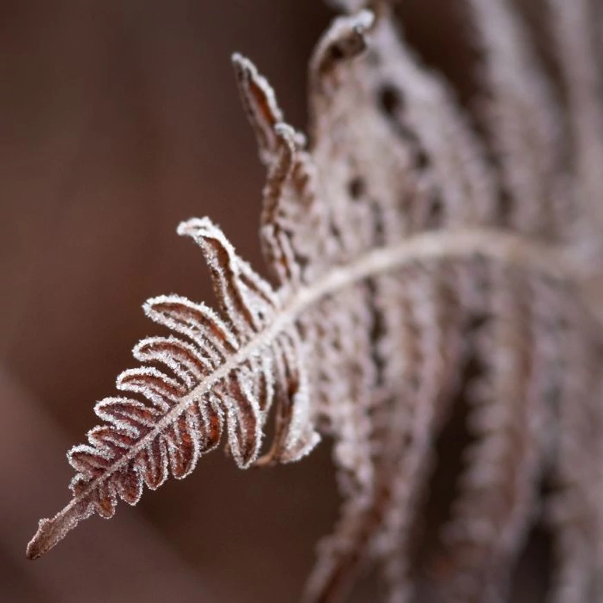 Athyrium niponicum Metallicum - Japán hölgypáfrány
