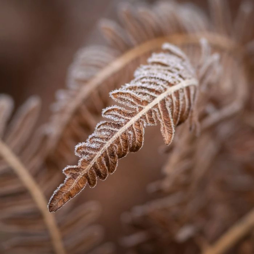 Athyrium niponicum Metallicum - Japán hölgypáfrány