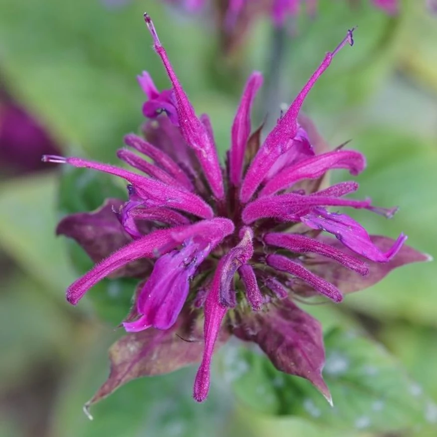 Monarda didyma MIX - Méhbalzsam