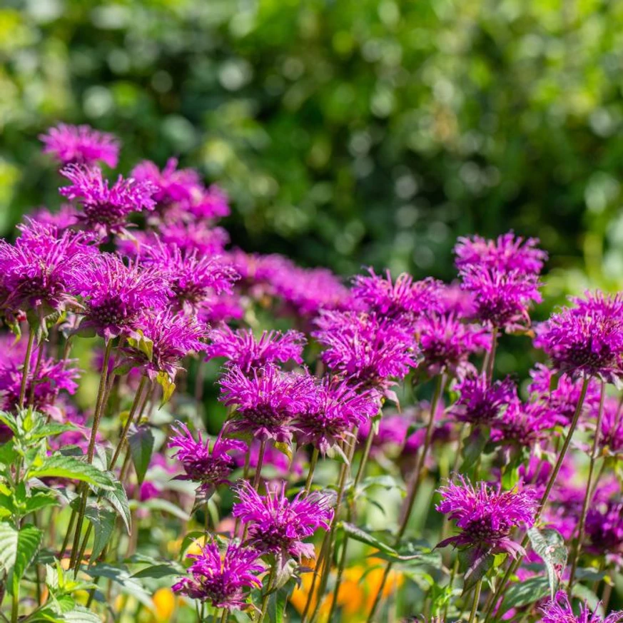 Monarda didyma MIX - Méhbalzsam