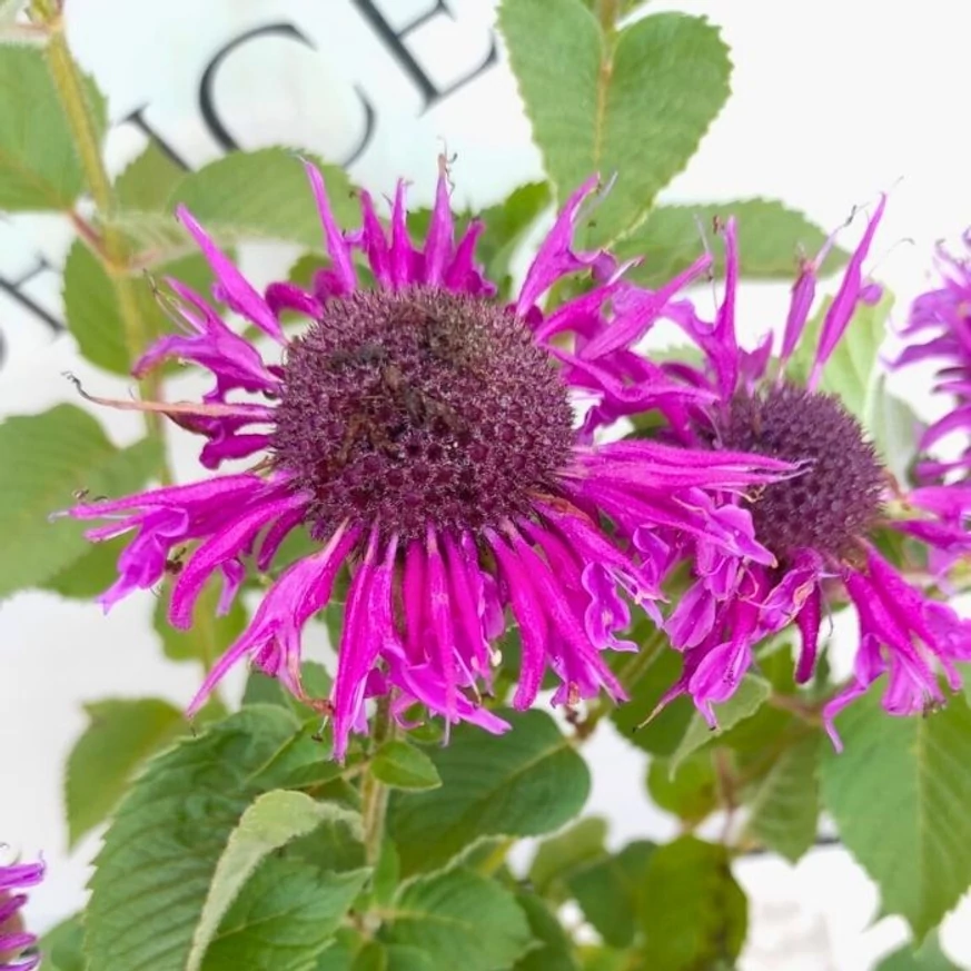 Monarda didyma MIX - Méhbalzsam