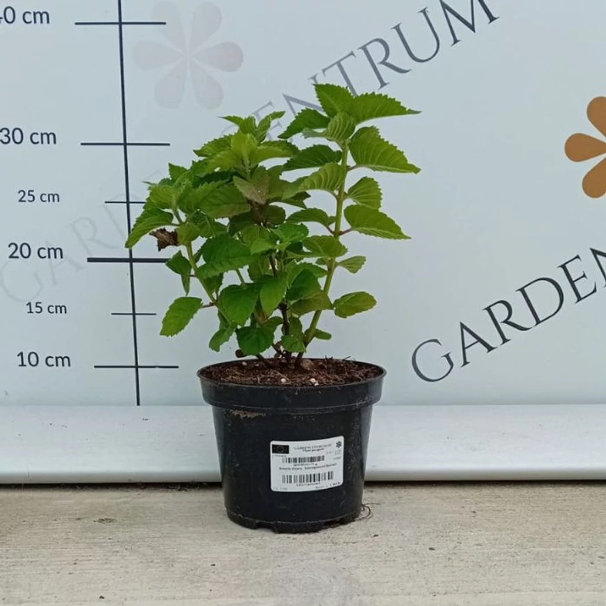 Kárminpiros méhbalzsam augusztusi állapota telephelyünkön. 