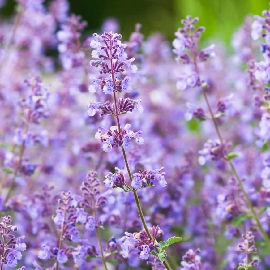 Nepeta racemosa dús virágzása nyáron.