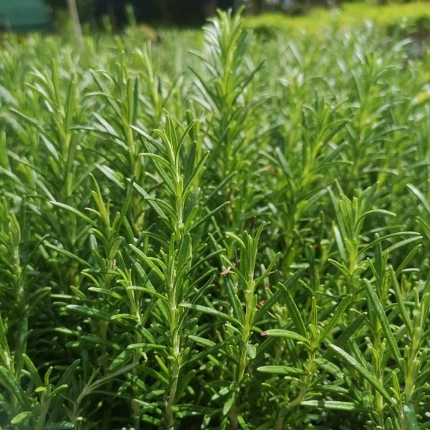 Rosmarinus officinalis - Rozmaring