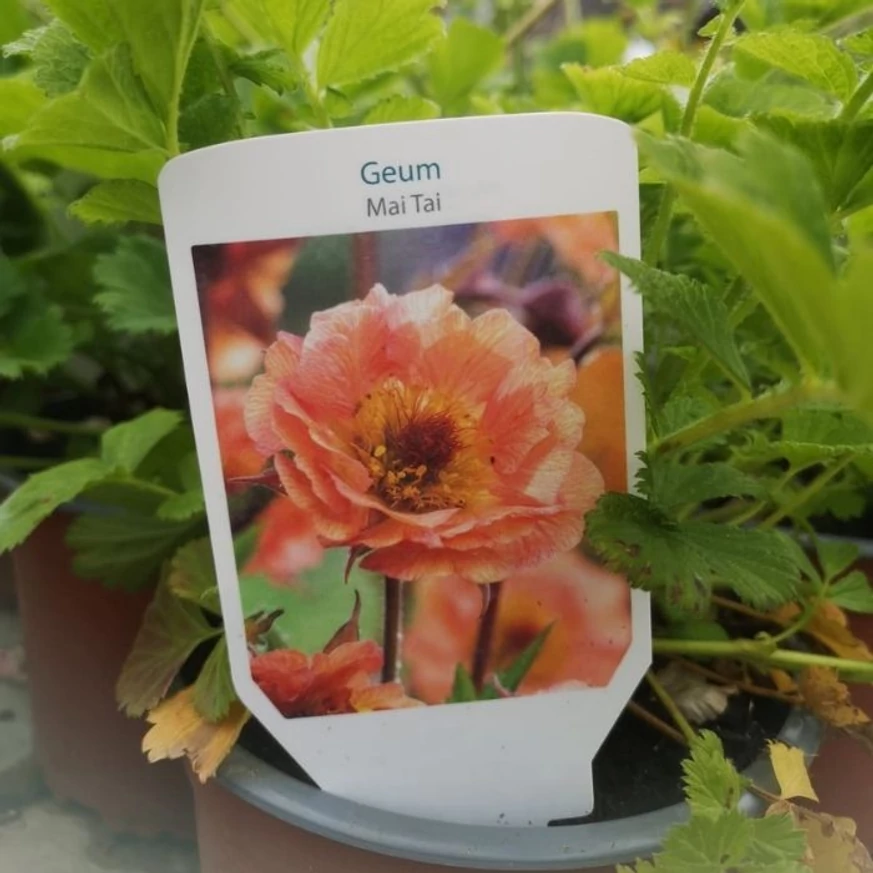 Geum Mai Tai - Gyömbérgyökér