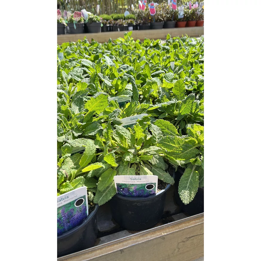 Salvia sylvestris Mainacht - Erdei zsálya