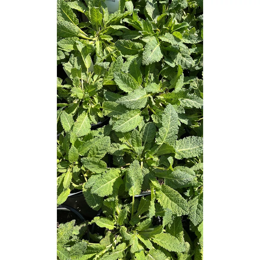 Salvia sylvestris Mainacht - Erdei zsálya