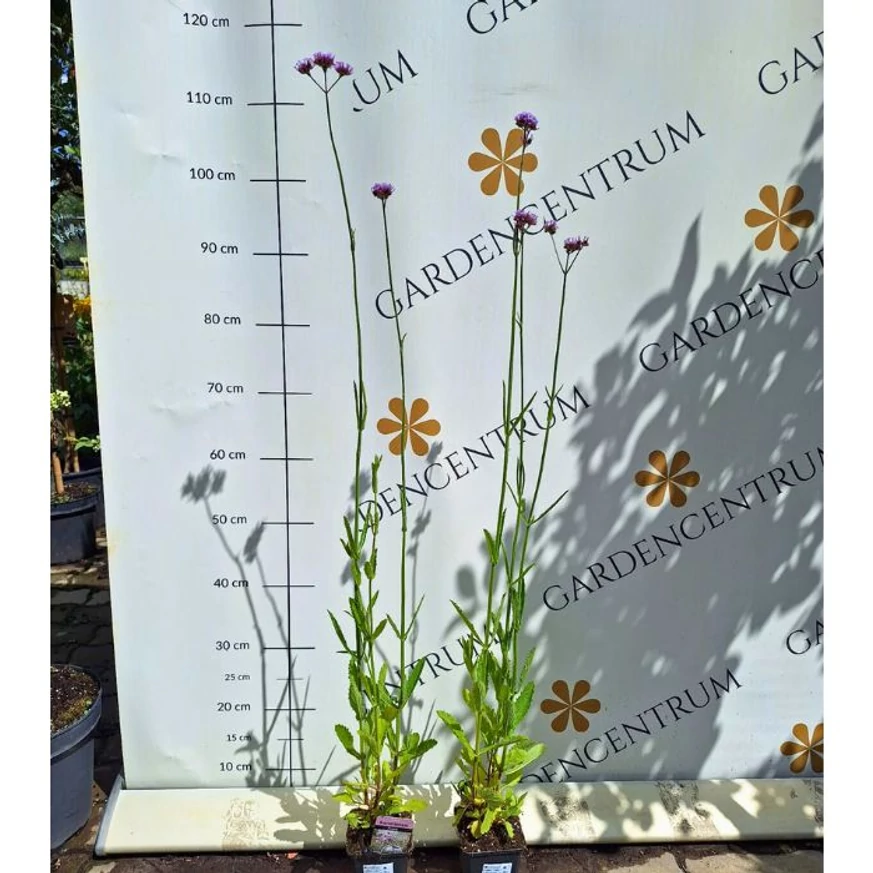 Verbena bonariensis CS9 - Ernyős verbéna