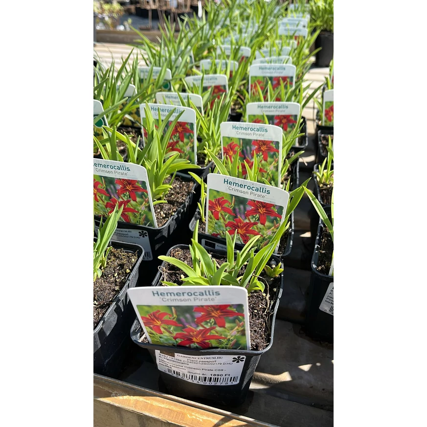 Hemerocallis Crimson Pirate termékcímke, tavaszi állapotban.