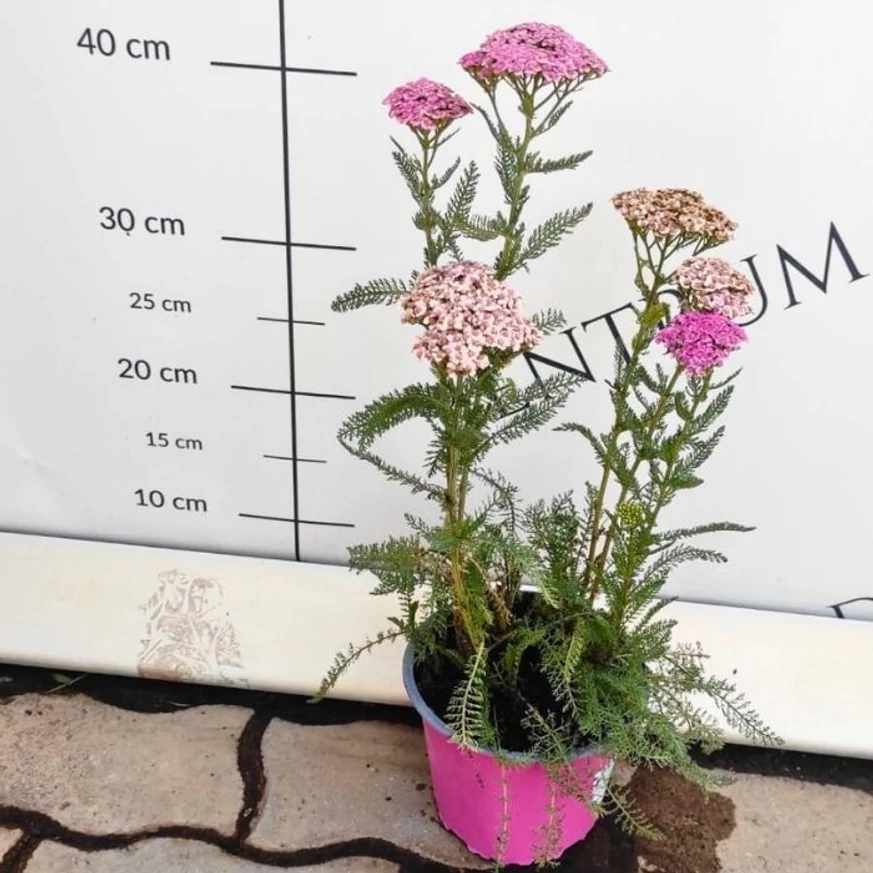 Sötétrózsaszínre színeződő cickafark virágok.