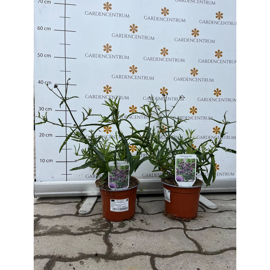 Verbena bonariensis Lollipop CS14 - Alacsony ernyős verbéna