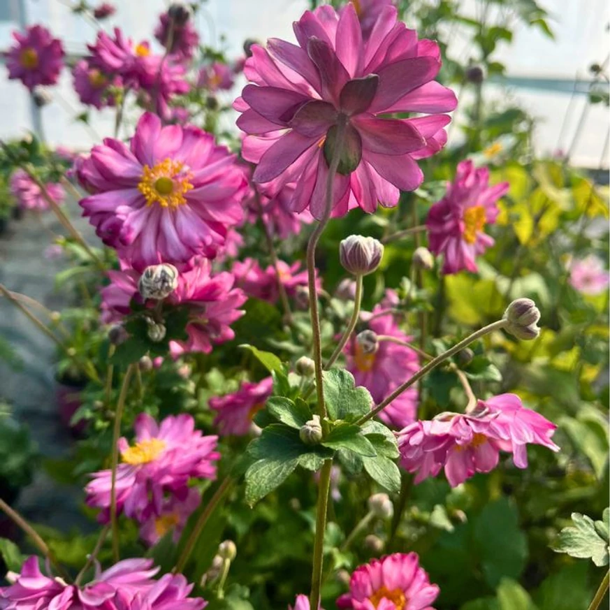 Anemone hybrida -  Féltelt, rózsaszín szellőrózsa