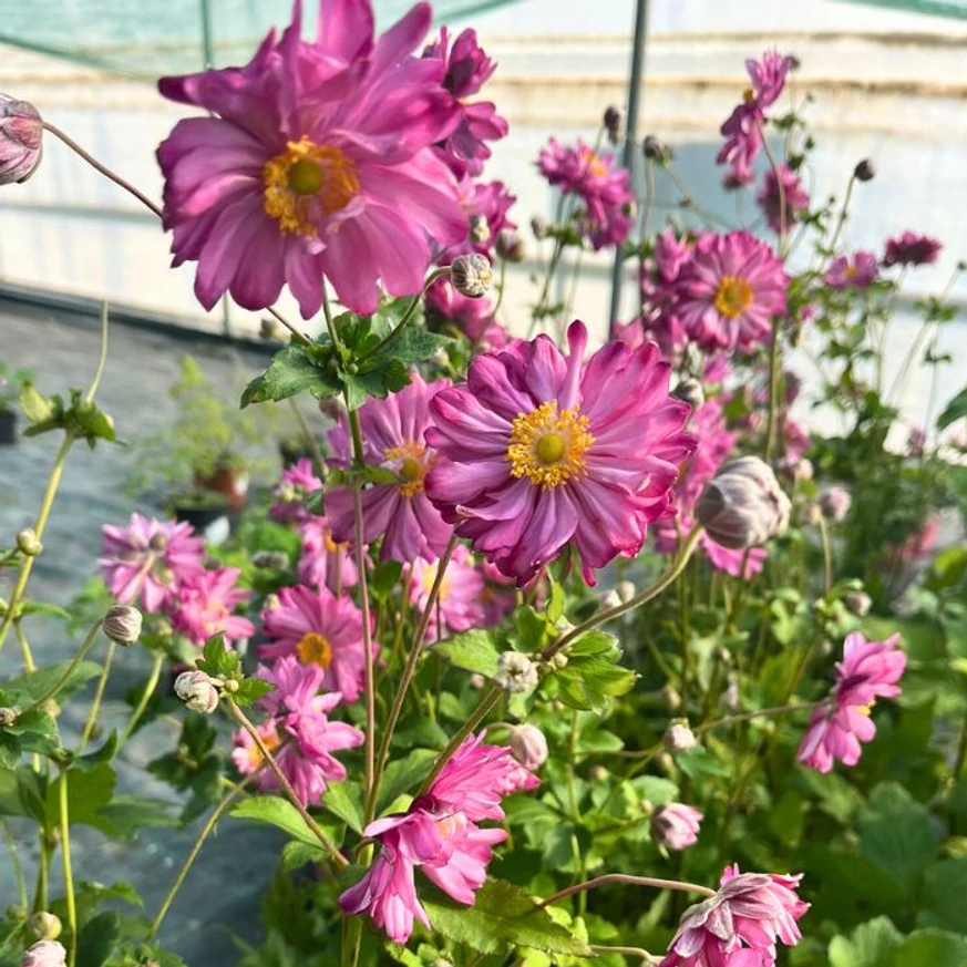 Anemone hybrida -  Féltelt, rózsaszín szellőrózsa