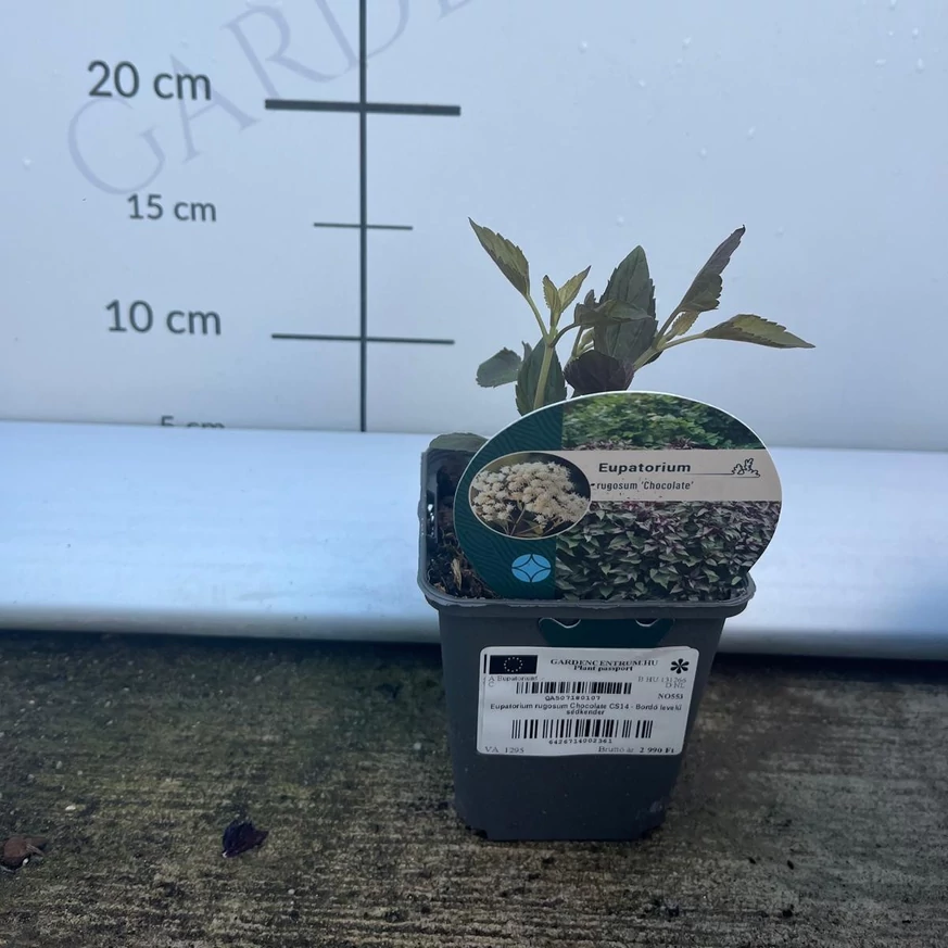 Bordó levelű sédkender Eupatorium rugosum Chocolate 9 cm-es cserépben, kertészetünkben.