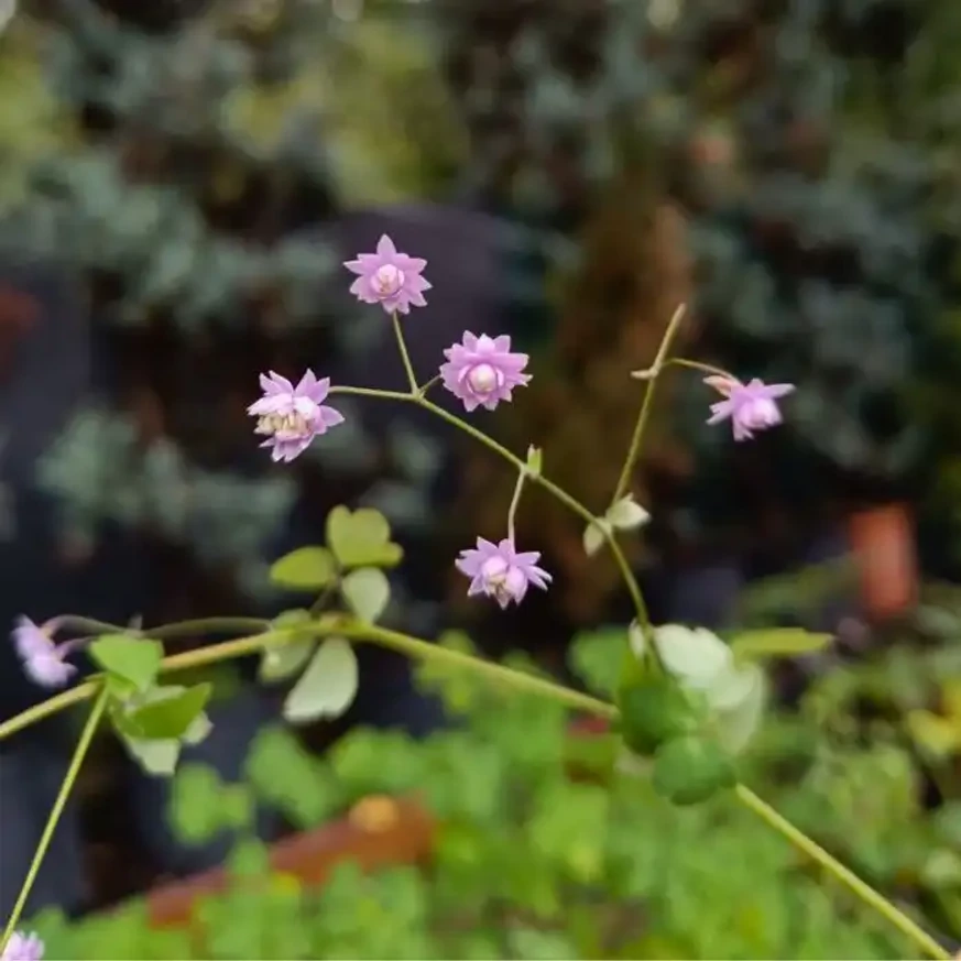 Thalictrum delavayi Hewitt's Double - Duplavirágú borkóró