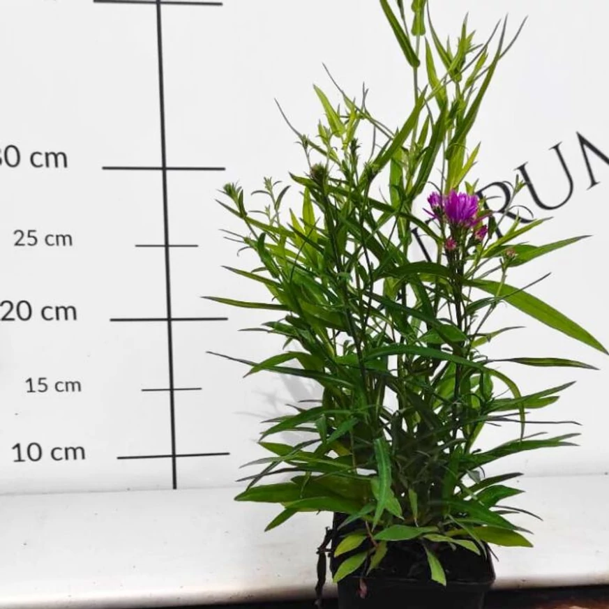 Aster dumosus MIX - Törpe őszirózsa Színkeverék