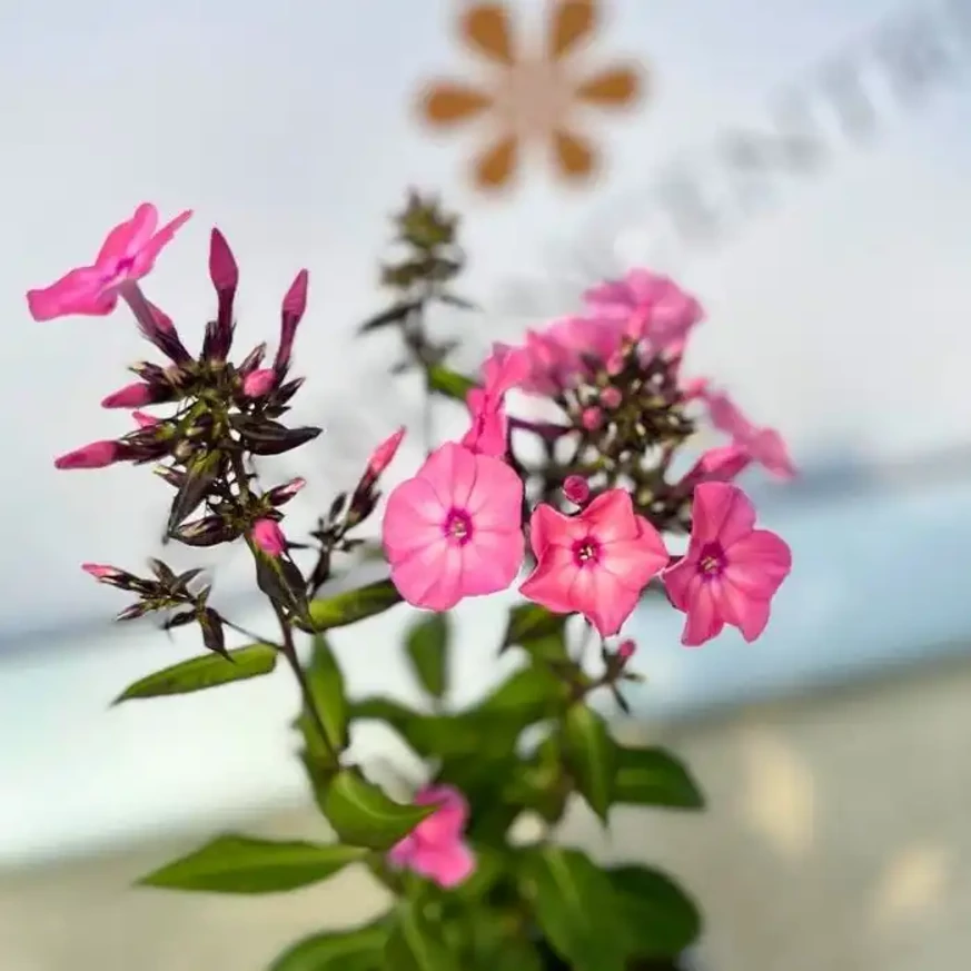Phlox paniculata Sweet Summer Dream K2 - Rózsaszín bugás lángvirág