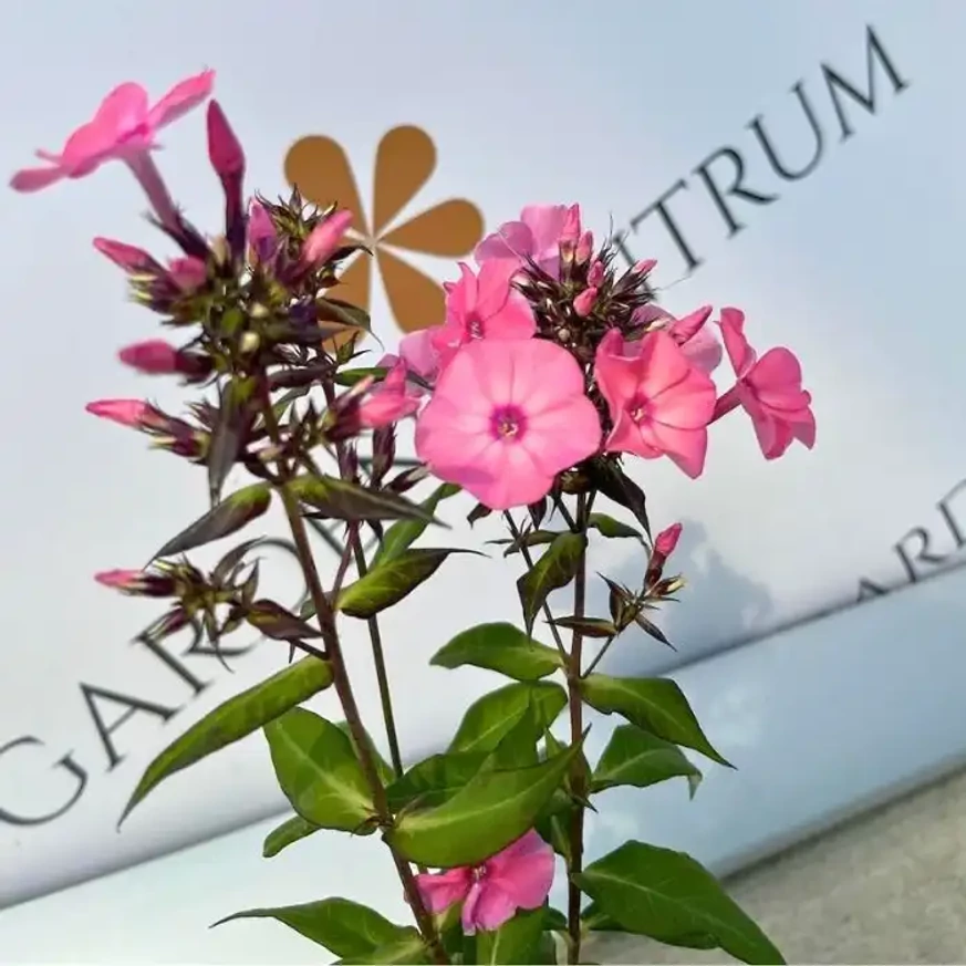 Phlox paniculata Sweet Summer Dream K2 - Rózsaszín bugás lángvirág