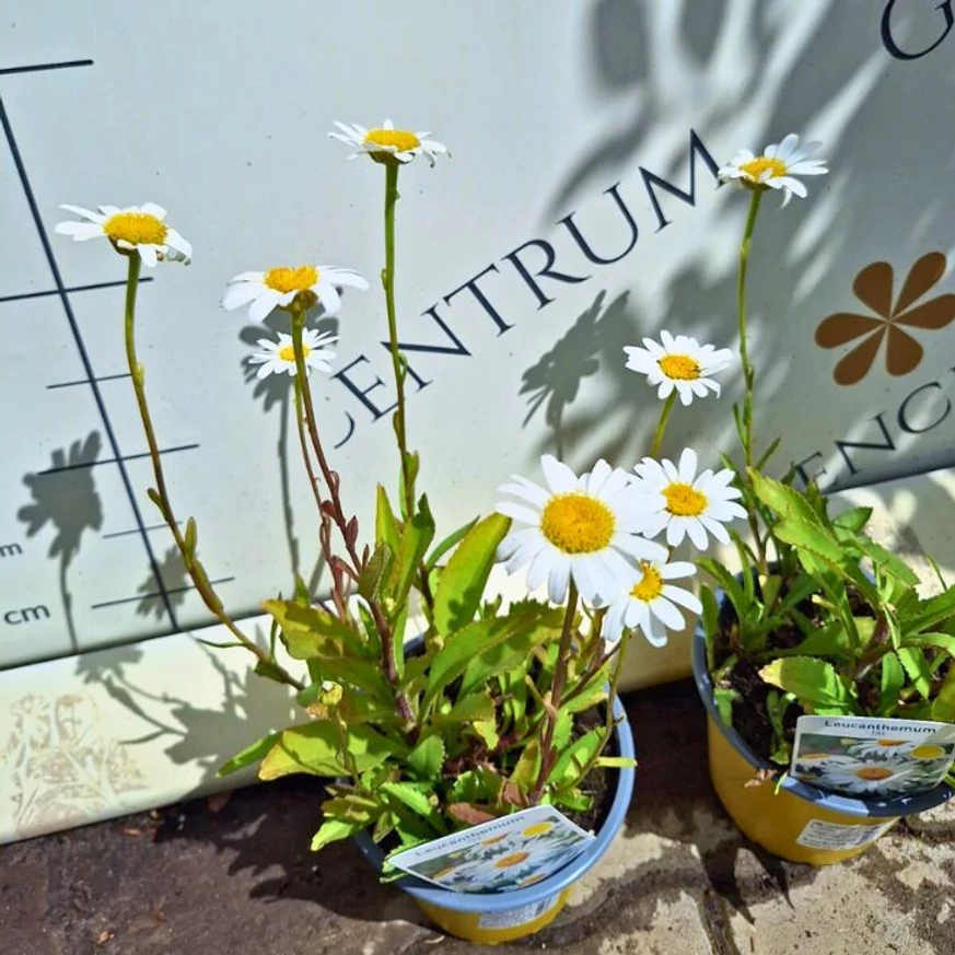 Leucanthemum x superbum CS14 - Margaréta