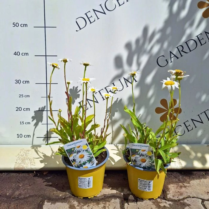 Leucanthemum x superbum CS14 - Margaréta