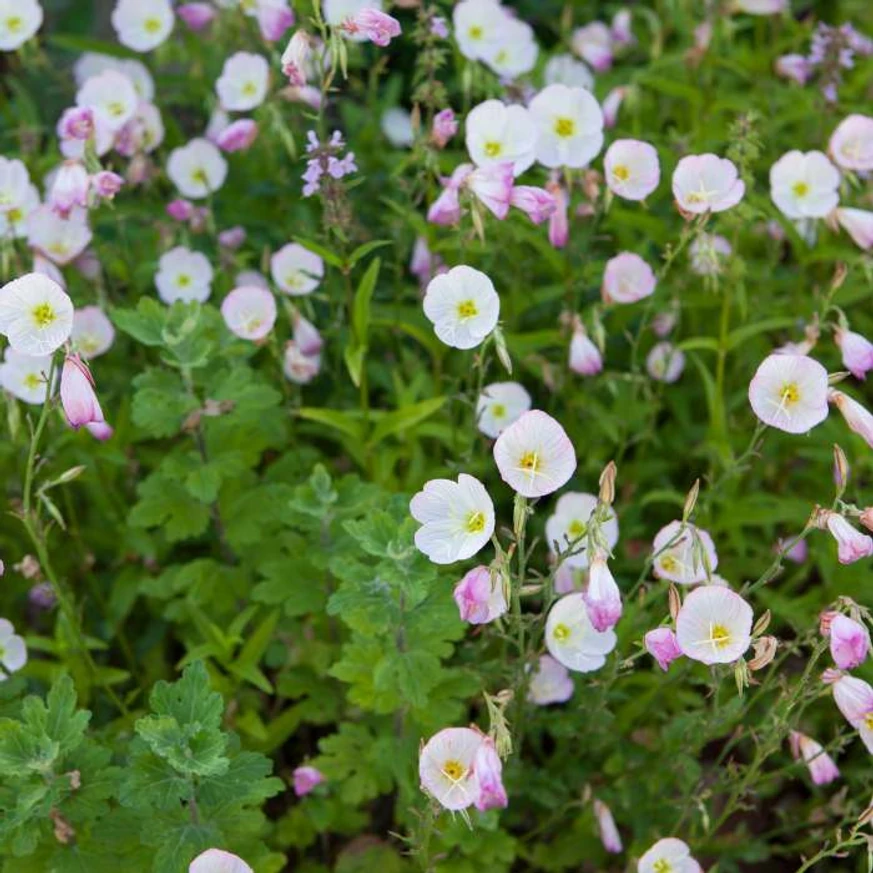 Az Oenothera speciosa virágzása.