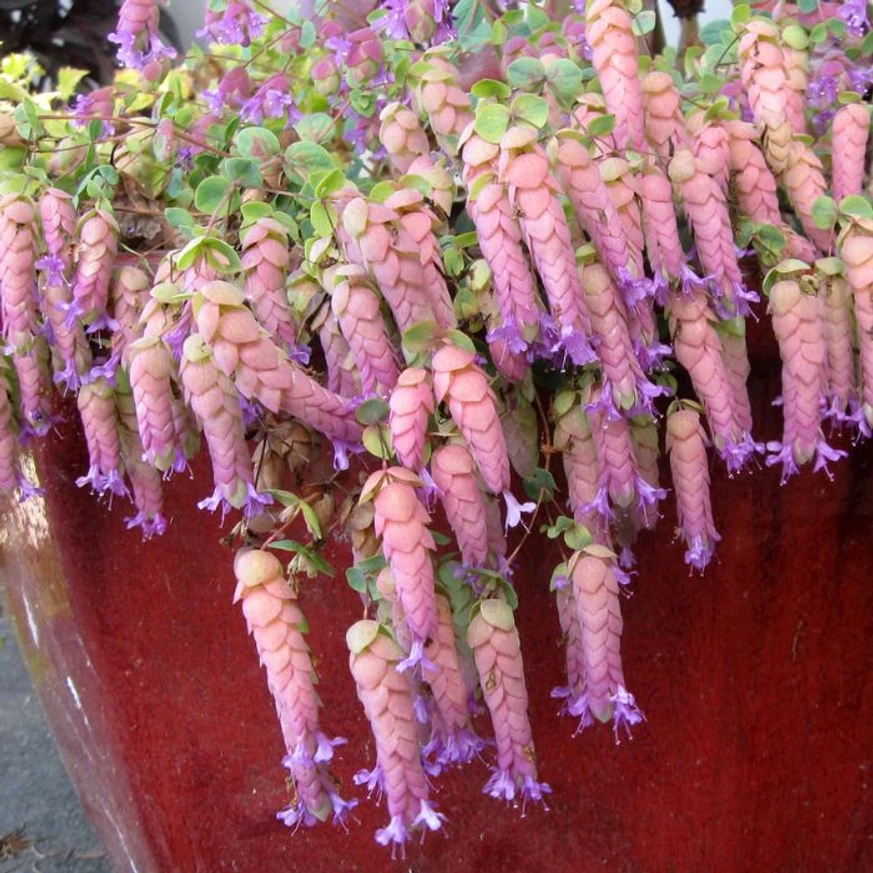 Origanum Amethyst Falls évelő virágzása egy kaspóban.