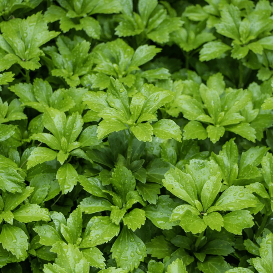 Pachysandra terminalis Green Carpet CS9 - Japán kövérke