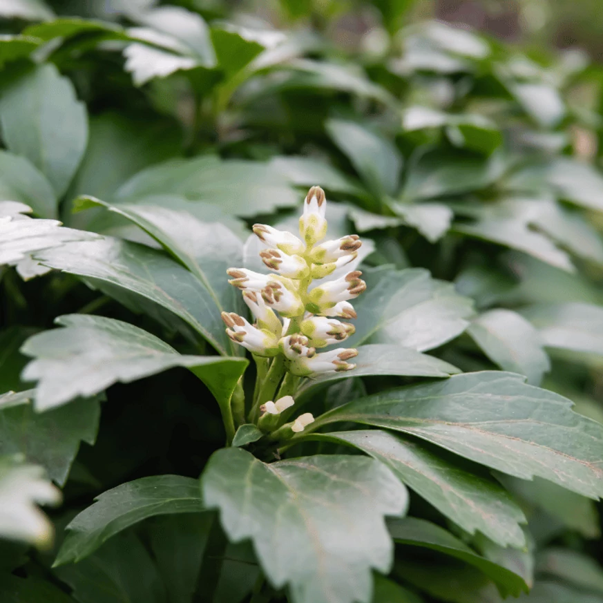 Pachysandra terminalis Green Carpet CS9 - Japán kövérke