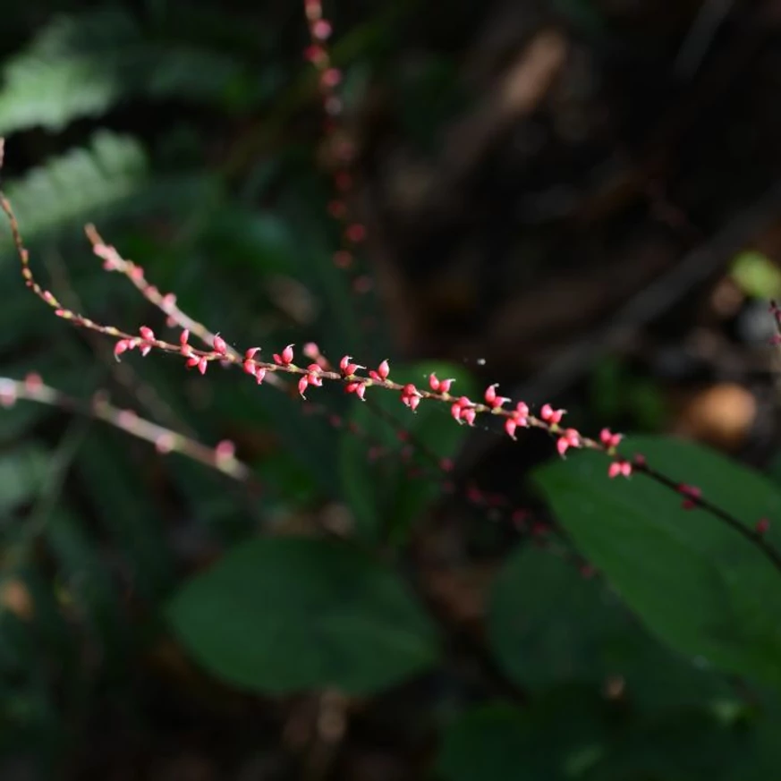 Persicaria filiformis hosszú, légies virágszára.