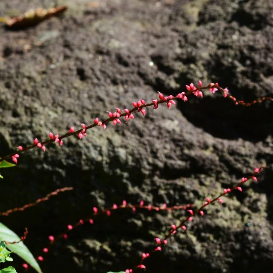 Apró, piros virágokból áll a Persicaria filiformis keserűfű virágzata.